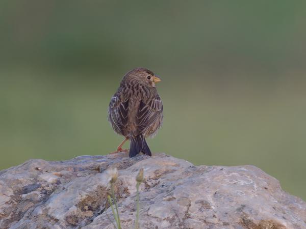 <h3><a href="/trips/extramadura/biota/animalia/chordata/aves/040 passeriformes/126 emberizidae/emberiza calandra/emberiza calandra-nl.html">Emberiza&nbsp;calandra</a> / Corn&nbsp;bunting / Grauwe&nbsp;gors</h3>OM-1 Mark II met OLYMPUS M.150-400mm F4.5 TC, 1/2000 sec  bij F5.6, ISO 6400, afstand 26.5&nbsp;m